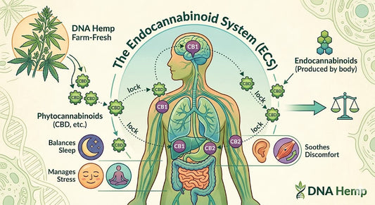 The Science of Balance: What is the Endocannabinoid System and Why Your Body Needs Hemp