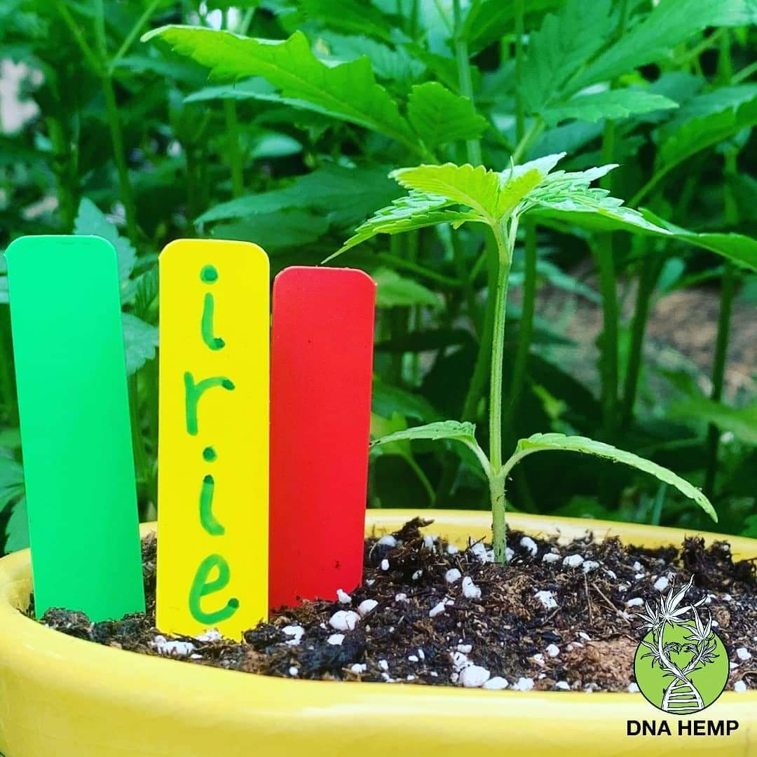 MEET IRIE