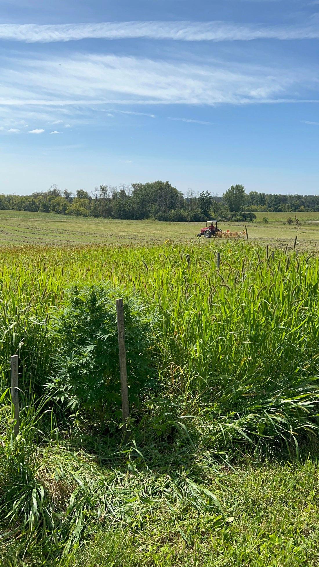 Beyond the Crop: Why Building Hemp Infrastructure is the Key to America’s Future
