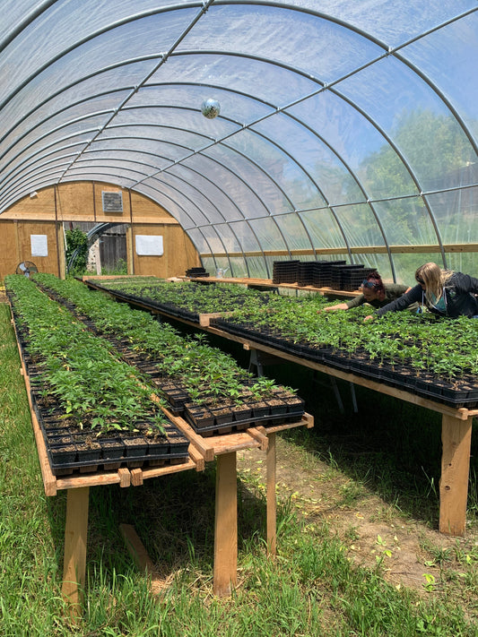 Hemp greenhouse 