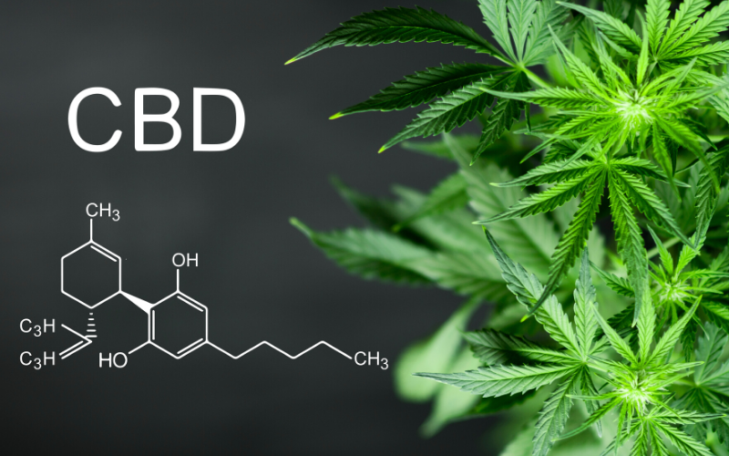 CBD 101: Your Ultimate Guide To Cannabidiol - DNA HEMP – DNA Hemp