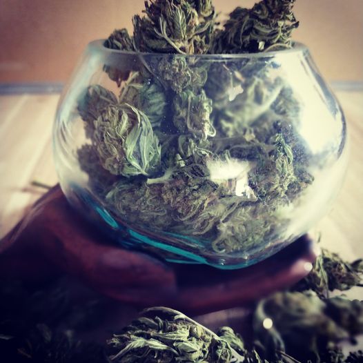 She's got the whole world in her hands:  Mother Nature holding a bowl full of  DNA Hemp flower buds.